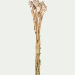 Botte de pavots séchés 50cm - blanc