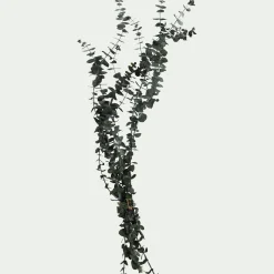 Botte d'eucalyptus préservée 55cm - vert