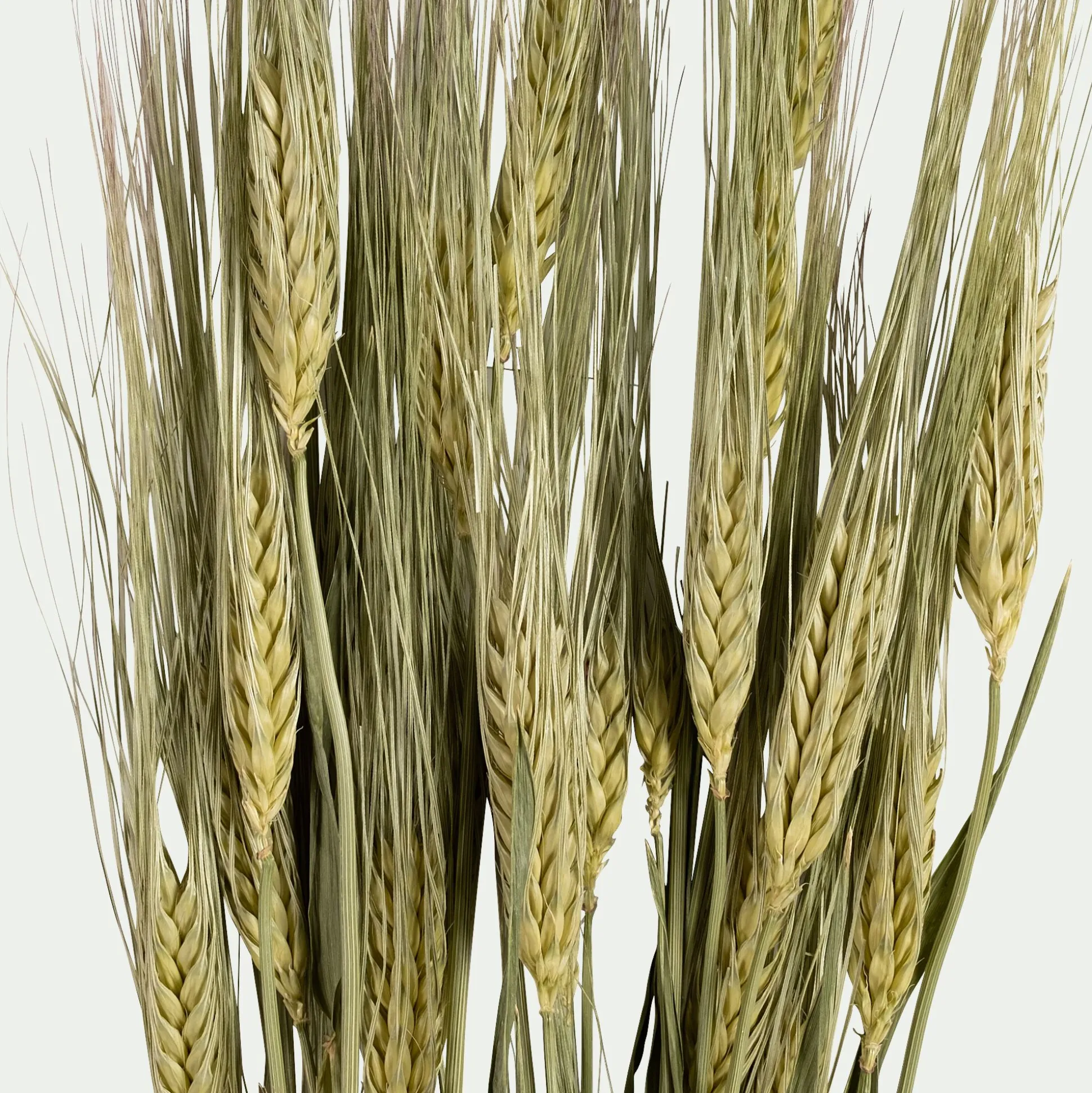 Botte d'orge sechée 55cm - naturel