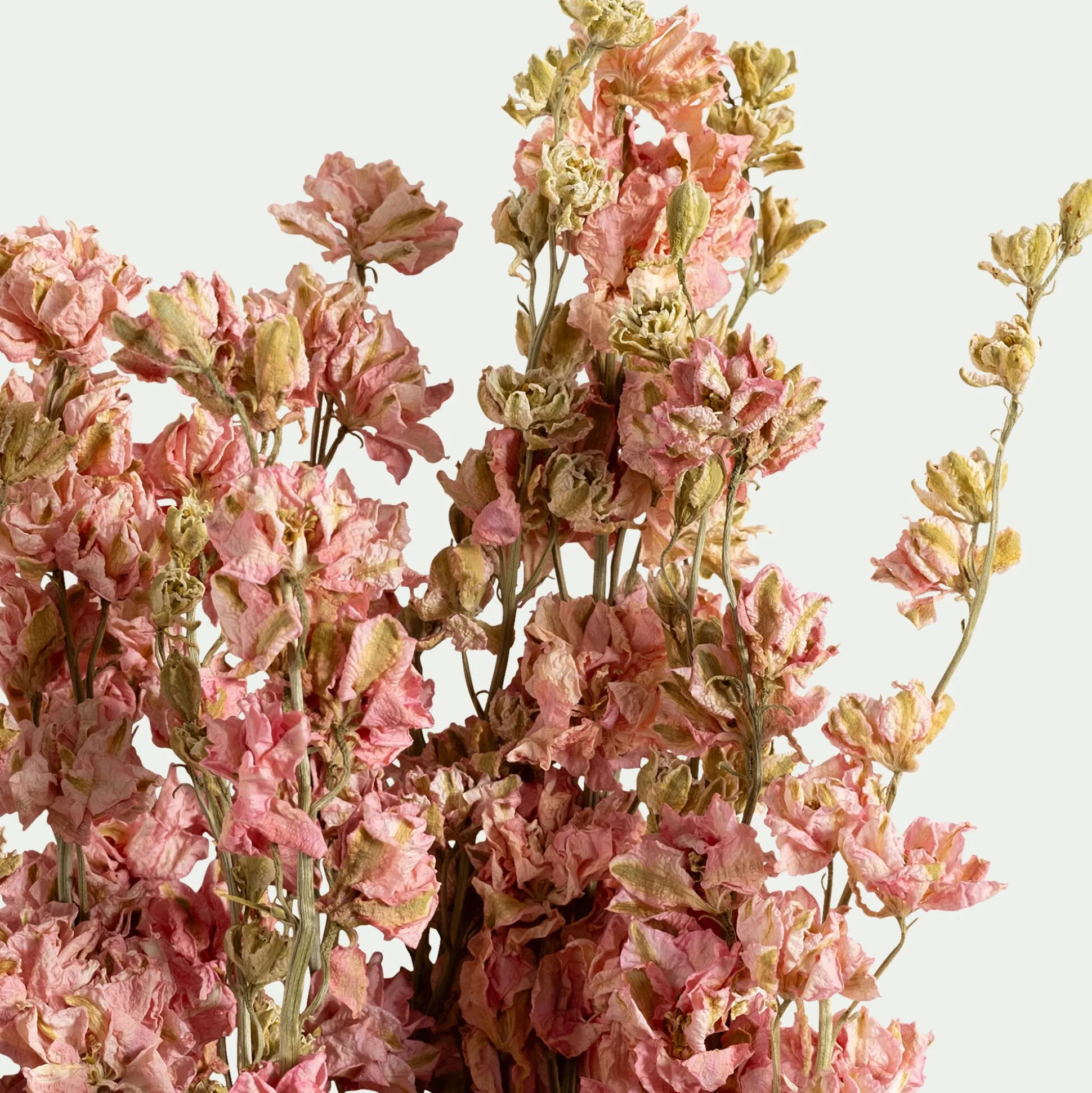 Bottes de dauphinelles séchées 55cm - rose