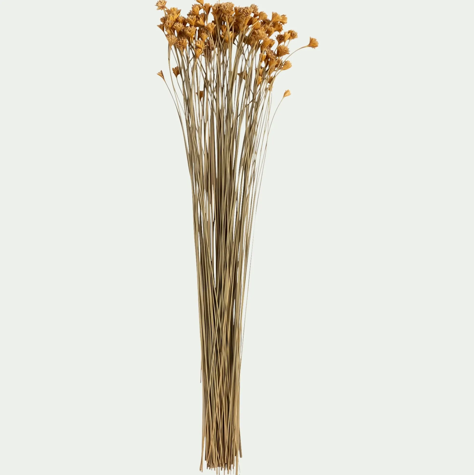 Bottes d'immortelle h55cm - naturel